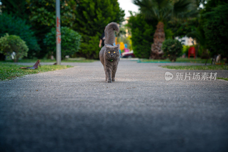 可爱的猫在街上走。对焦眼睛，背景和前景模糊/模糊